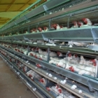 thumbs dsc 0034 - Tiers Battery cages
