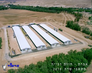 heavy breeder farm in the desert1 300x240 - לולים